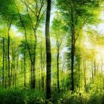 Акция «Чистый лес»